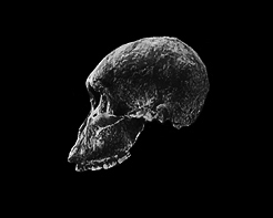 evolution of the skull - 2