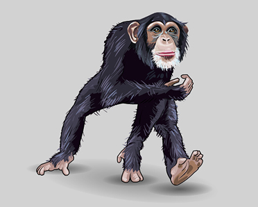 chimpanzee