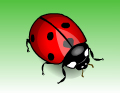 ladybug