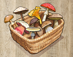 mushrooms in the basket