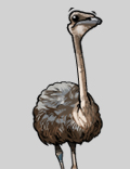 ostrich