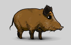 boar