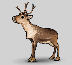 reindeer