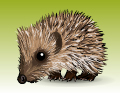 hedgehog