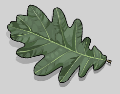 oak leaf