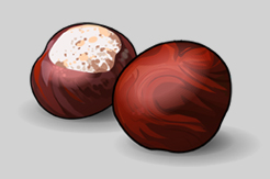 chestnut fruit