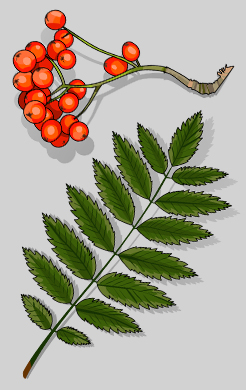 fruit and leaf of rowan