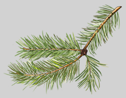 pine leaf