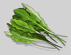 arugula