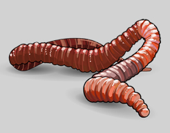 worm