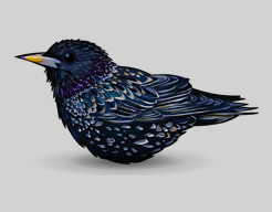 starling