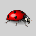 ladybug