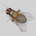 housefly