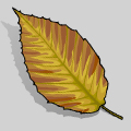 beech leaf