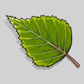 birch leaf