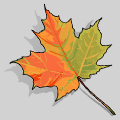 maple Leaf