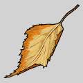 birch leaf