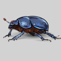 beetle