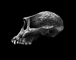 evolution of the skull - 1