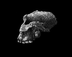evolution of the skull - 3