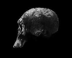 evolution of the skull - 4