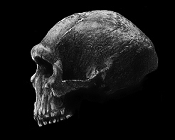evolution of the skull - 6