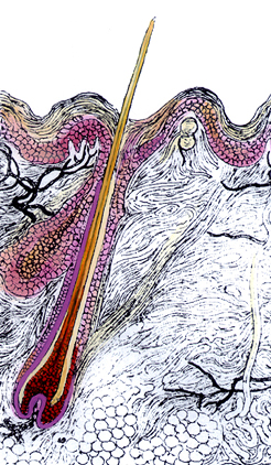 cross section of hair structure